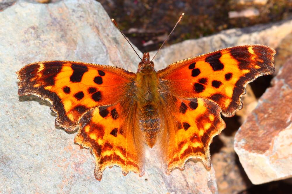 Satyr Comma